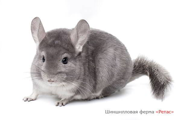 Ценность меха шиншиллы